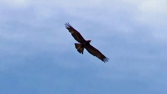 golden-eagle-released.jpg 