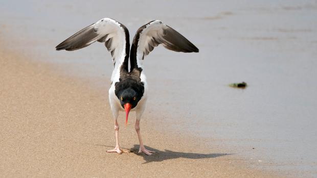 oystercatcher 