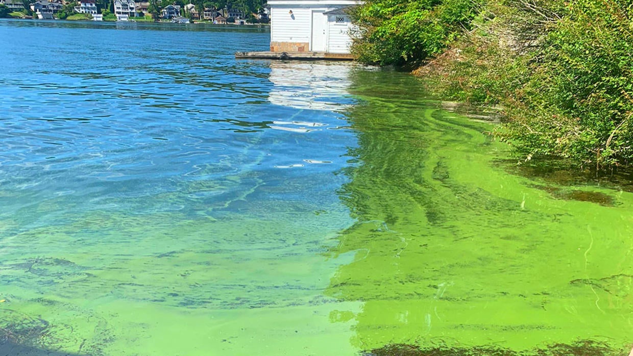 Toxic Algae Blooms Found In NYC's Central Park And Prospect Park ...