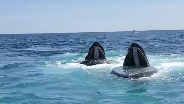 Whales Off The Coast Of Long Island 