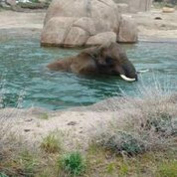 missy 50year old cm zoo elephant pic1 