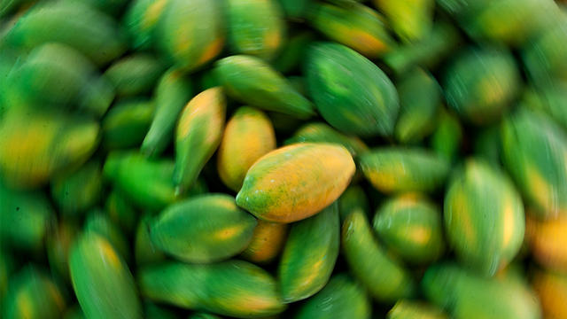 papaya-salmonella.jpg 