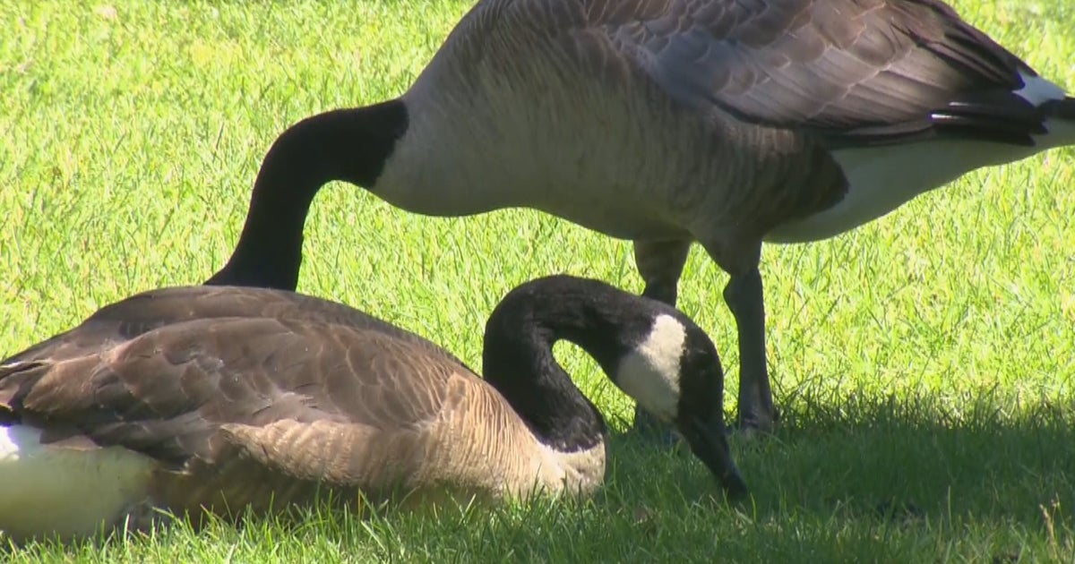Plan Would Control Geese, Help Feed Hungry Families CBS Colorado