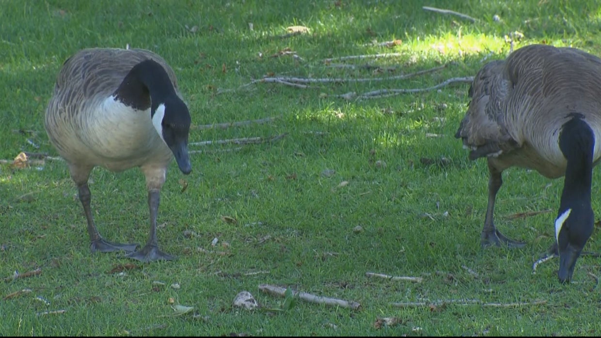 Plan Would Control Geese, Help Feed Hungry Families - CBS Colorado