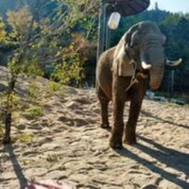 missy 50year old cm zoo elephant pic2 