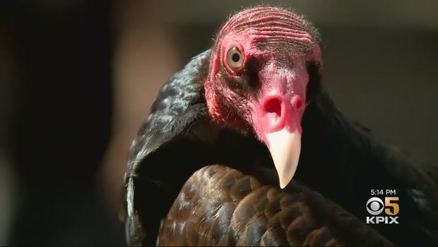 Ricky the Turkey Vulture 