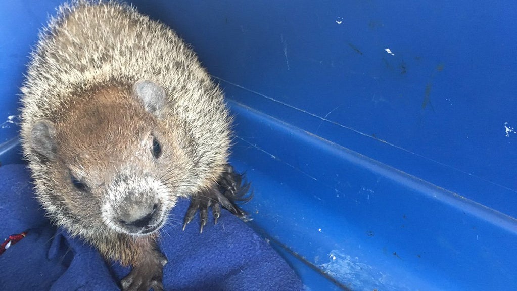 Dedham Auto Shop Finds Groundhog While Checking Car Engine CBS Boston