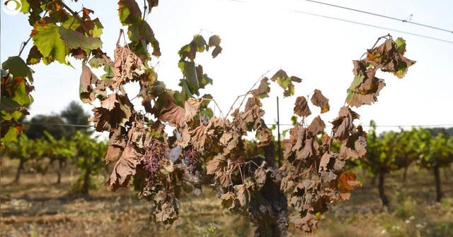 As the climate changes, so does wine CBS News