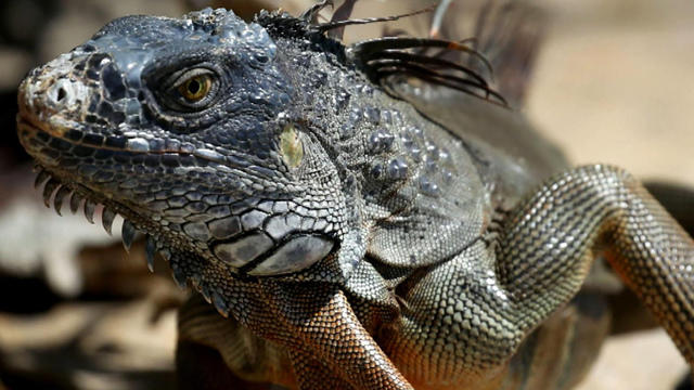 0703-cbsn-greeniguanas-1885653-640x360.jpg 