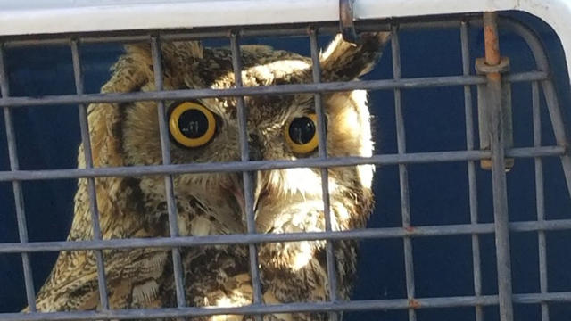 great-horned-owl-rescue-via-cpw-ne-1.jpg 