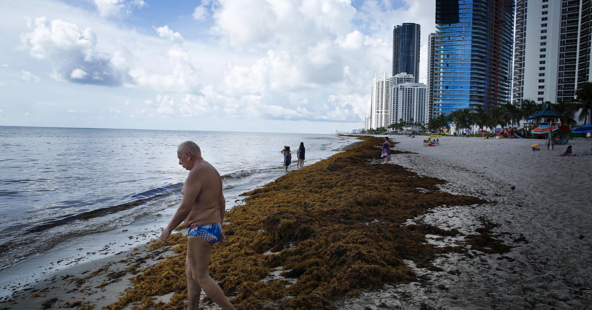Massive Clean Up Of Sargassum Seaweed Underway On Miami Beach CBS Miami