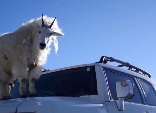 mountain-goat-on-hood.jpg 