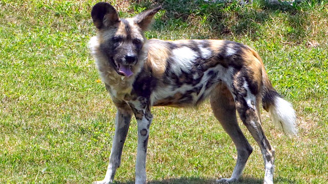 dallas-zoo-painted-dog.jpg 