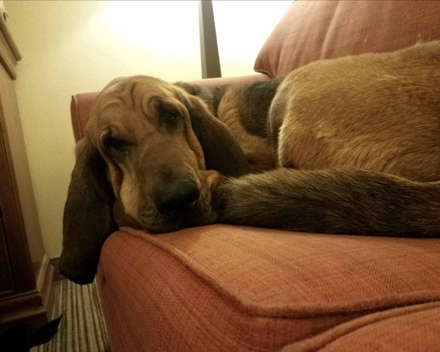 JCSO Deputy K. Fosler and bloodhound Jessie 2 