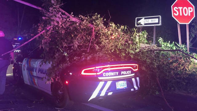 westchester-county-tree-on-police-car-02.jpg 