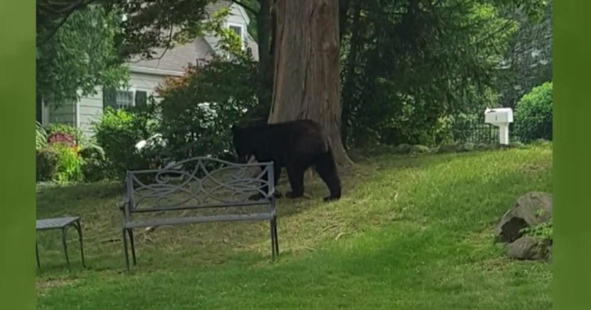 Black bears 101: What you need to know about NJ's hungry bears