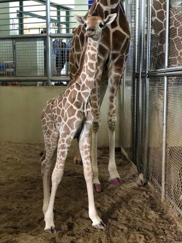 Giraffe baby 2 (Cheyenne Mountain Zoo) 