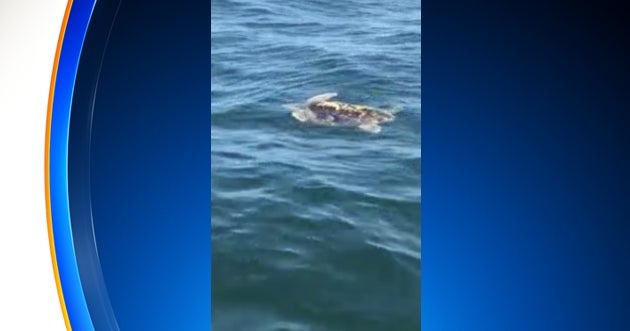 Man Fishing Near Ocean City, Maryland Catches Glimpse Of Sea Turtle
