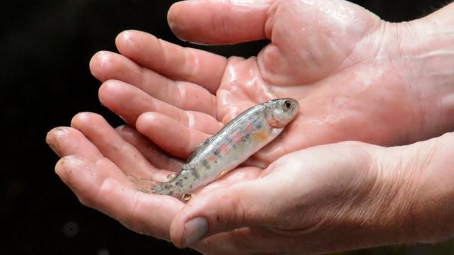 mule-team-trout-6-colorado-parks-and-wildlife-bill-vogrin.jpg 