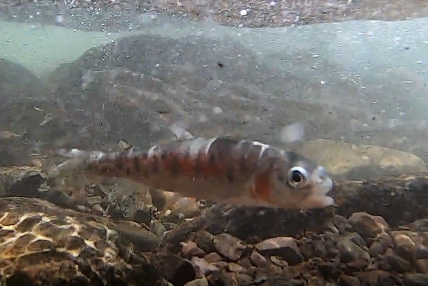 Mule Team Trout 4 (Colorado Parks and Wildlife, Bill Vogrin) 