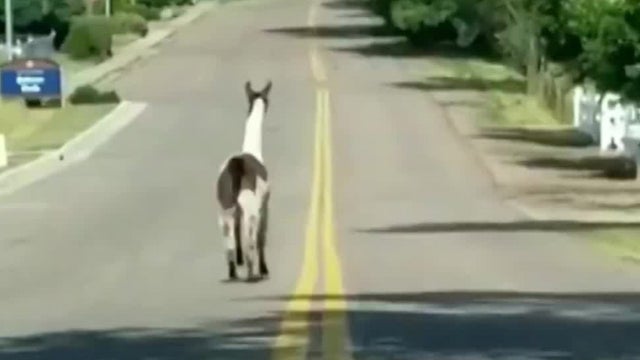 llama.jpg 