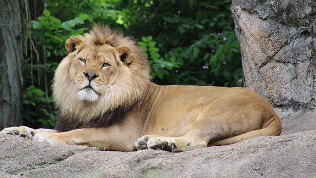 pittsburgh-zoo-razi-lion 