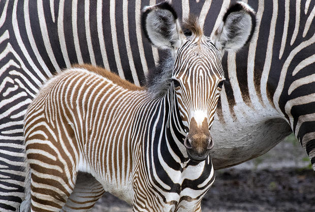 Zebra 5 