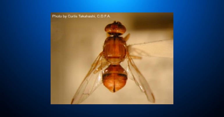 Destructive Peach Fruit Fly Detected In Contra Costa County CBS San