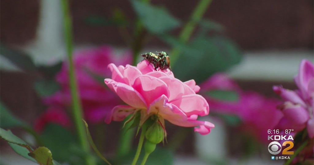 Japanese Beetles Are Back Here's How To Keep Them From Destroying Your