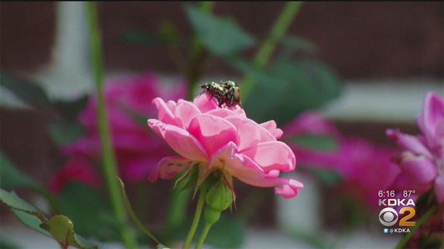 japanese-beetles.jpg 