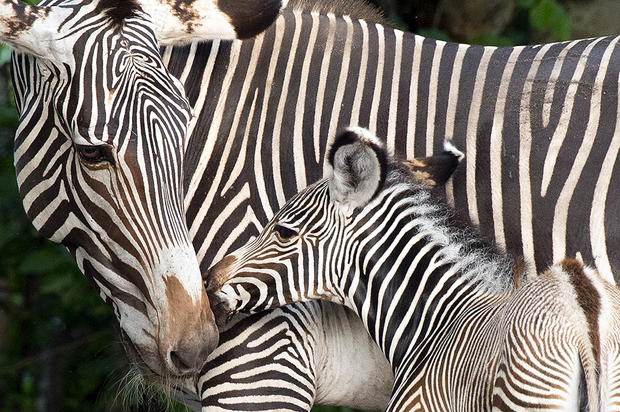 zebra-1.jpg 