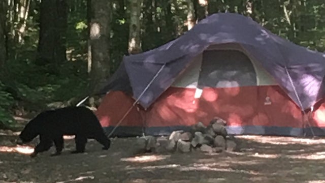 nh-bear-1.jpg 