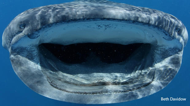 whale-shark-nostrils-and-mouth-beth-davidow-620.jpg 