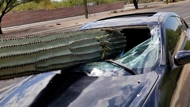 cactus-windshield-1.jpg 