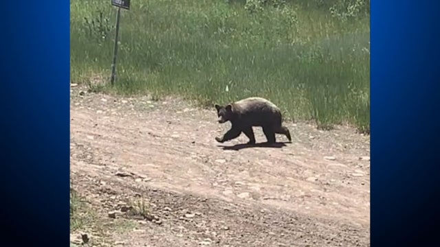 snowmass-bear-on-track.transfer_frame_596.jpg 