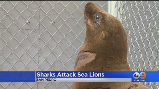 sea-lions-attacked.jpg 