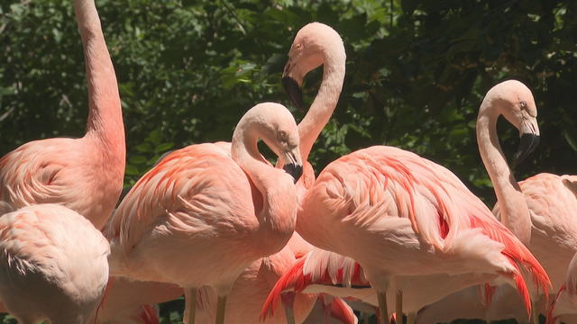 den-zoo-flamingo-rescue-6pkg_frame_0.jpg 