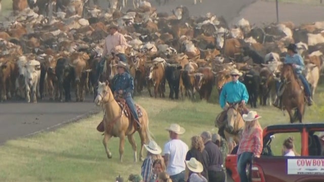 CFD CATTLE ROUNDUP 5PKG_frame_1065 