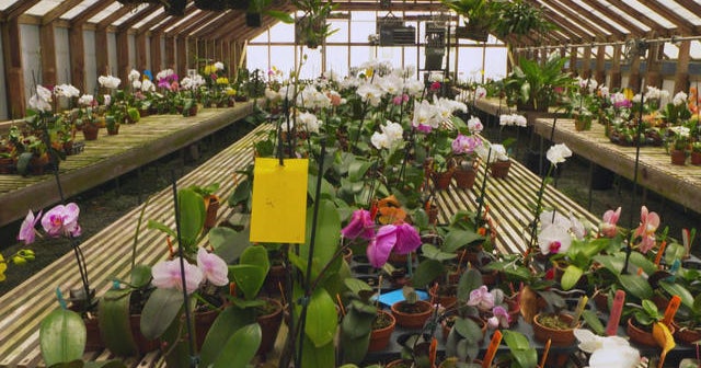 A blooming business