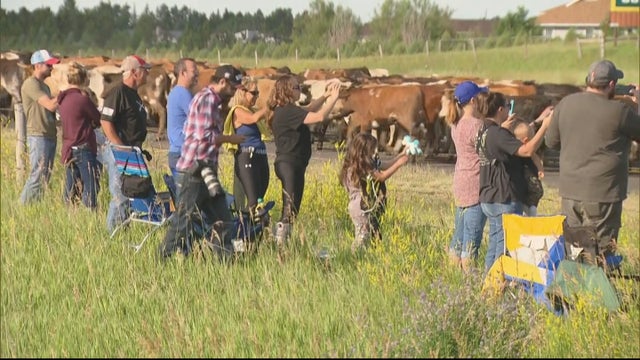 CFD CATTLE ROUNDUP 5PKG_frame_1213 