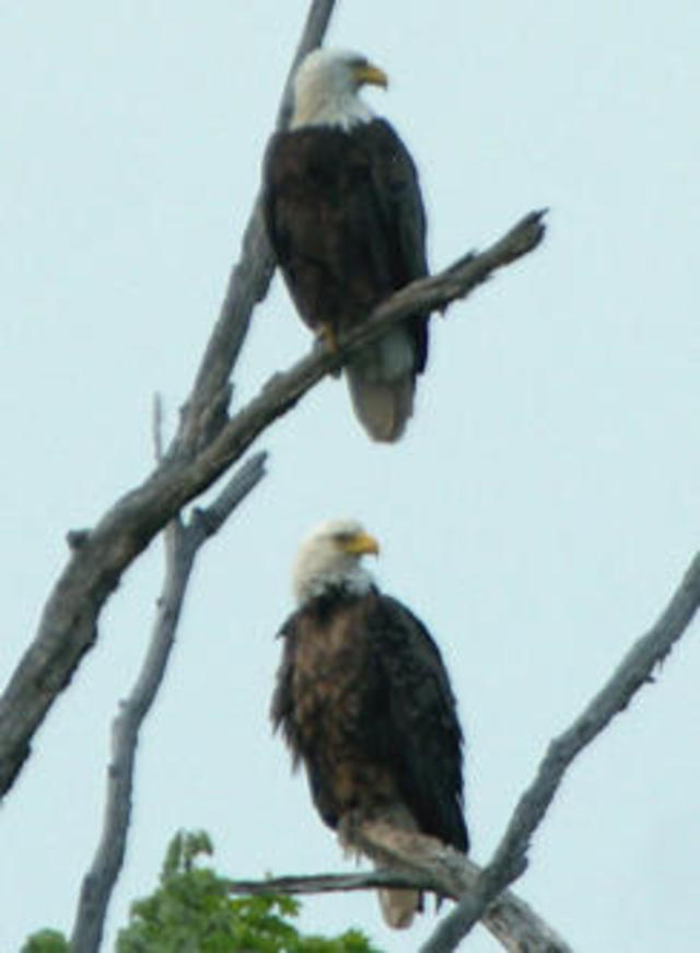 Auburn bald eagle flies at Philadelphia Eagles game