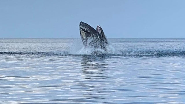 plymouth-whale-aj.jpg 
