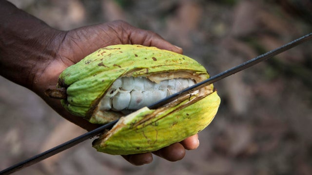 Cacao 