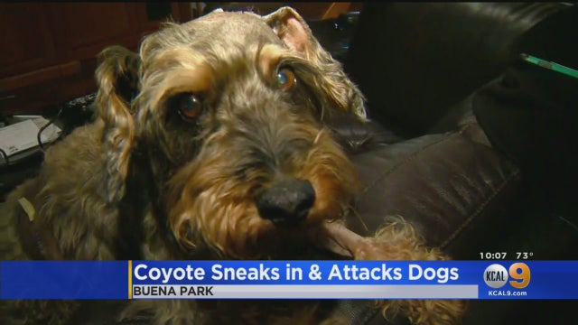coyote-attack.jpg 