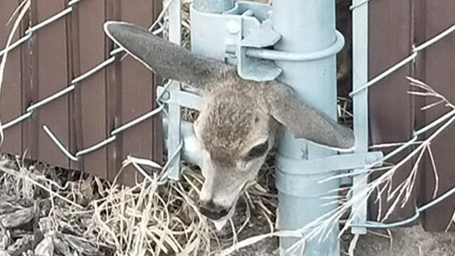 fawn-stuck-in-fence.jpg 