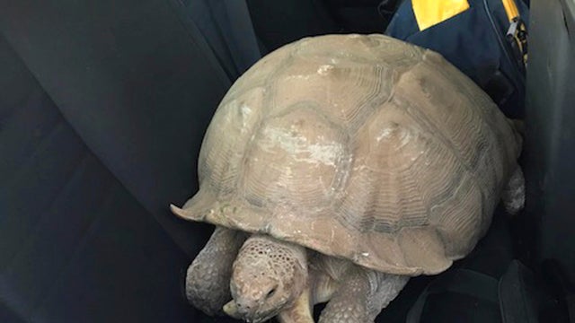 Tortoise Rescue 