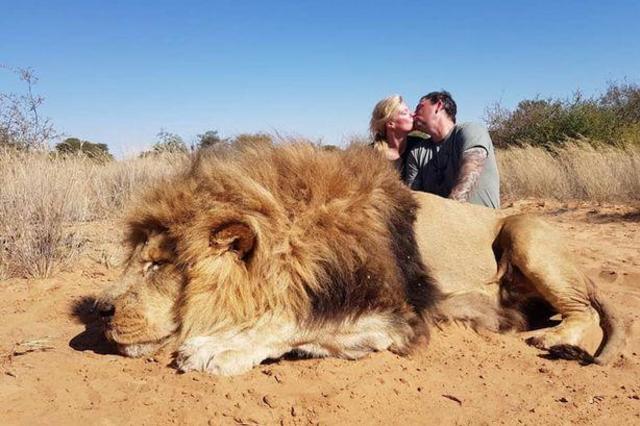 Canadian couple who owns Solitude Taxidermy poses for romantic photo with  lion they shot and killed in South Africa, horrifying animal rights  activists, Daily Mirror and PETA - CBS News