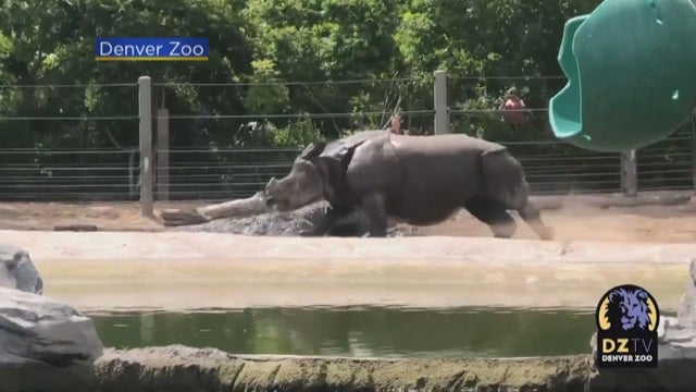 RHINOS-AT-ZOO-5VO_frame_169.jpg 