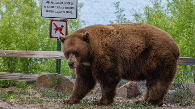 mr-t-shirt-bear.jpg 