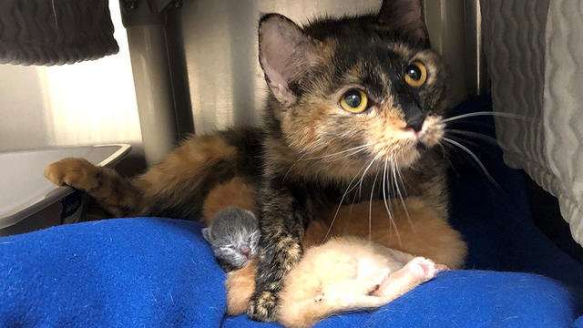 nh-cat-rescue.jpg 